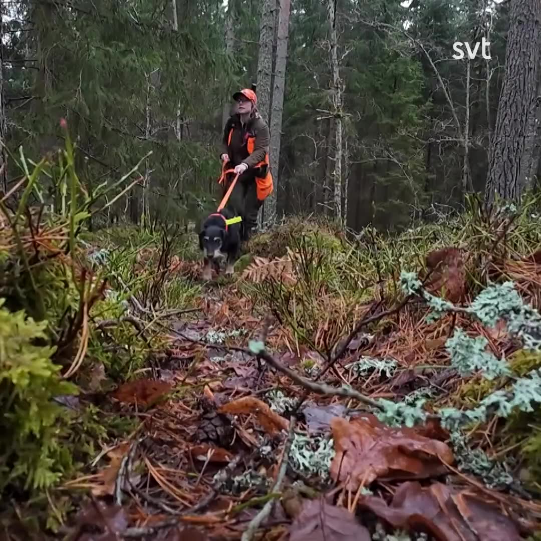 80 jägare i Sörmland vill sälja vildsvinskött till privatpersoner