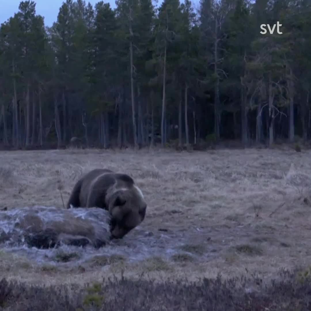 Stora björnen skräms bort – av den ”lilla”